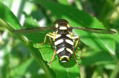 Syrphidae : Xanthogramma cfr. pedissequum? Xanthogramma stackelbergi